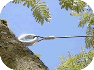 Tree Cabling | Plano, TX