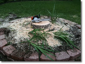 Stump Grinding in Plano, TX