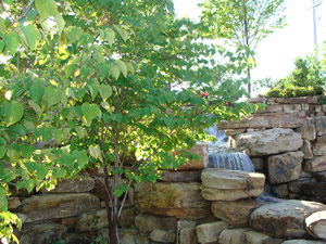 Landscaping Service |  Plano, TX