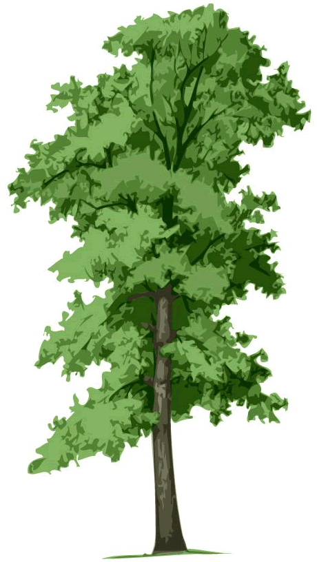 Plano Certified Arborist