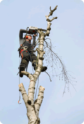 Tree Removal | Plano, TX