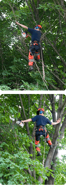 Plano Tree Trimming | Pruning 